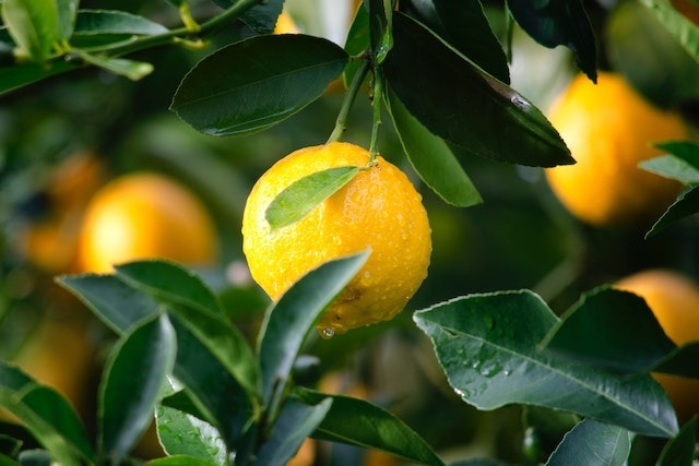 LES BIENFAITS DE L'HYDROLAT DE CITRON : UNE PEAU ÉCLATANTE ET RAFRAÎCHIE